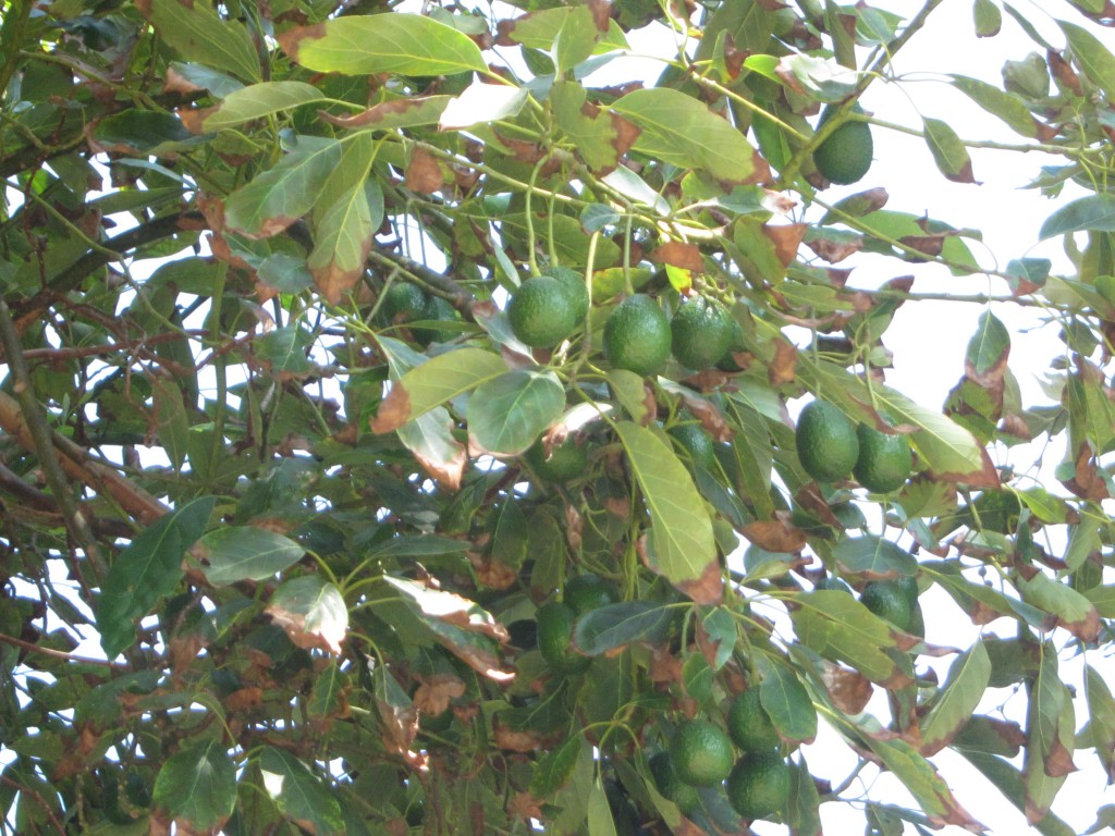 Avocados on the branch